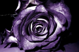 【景诺】紫色·玫瑰