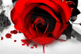 【景诺】血色玫瑰