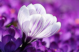 【景诺】紫色花季