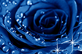 【初久】浪漫蓝玫瑰