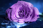 紫金玫瑰