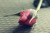 【景诺】失落の玫瑰