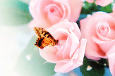 【景诺】花与蝶