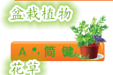 盆栽植物系列-花草