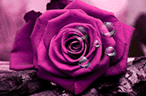 【初久】玫瑰紫精灵