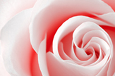 【景诺】粉色玫瑰