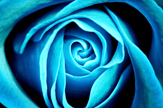 【景诺】蓝色玫瑰