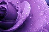 【初久】清晨的紫色玫瑰