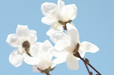 【衣角】白の花