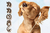 【梦圆工作室】狗狗的音乐
